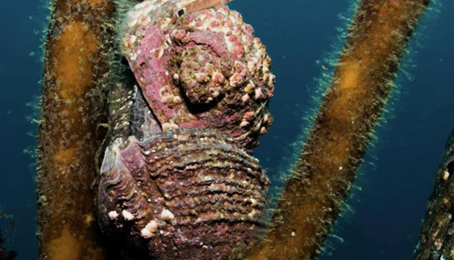 The Chilean Abalone is International Mollusc of the Year 2023